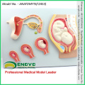 SELL 12453 Embryonic Process Model Development from Unfertilized Ovum 9th